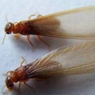 這兩天在珠海飛進家里的就是白蟻，請預防！