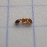 滅蟻施藥后無效，到底怎么辦